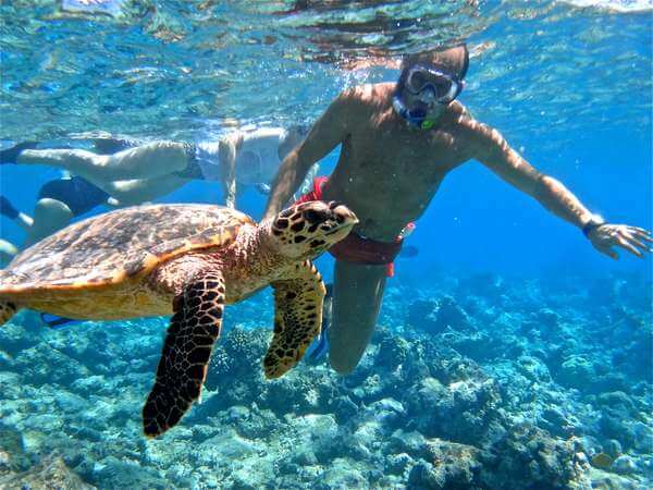 Nager avec les tortues avec Le Pied Dans L'eau