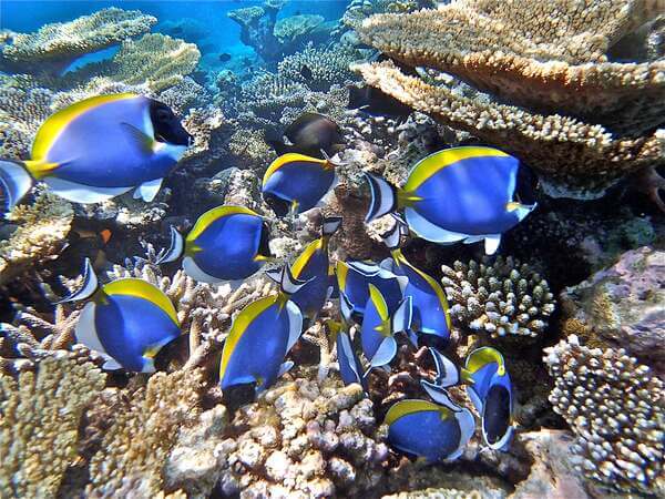 Stage Maldives en images