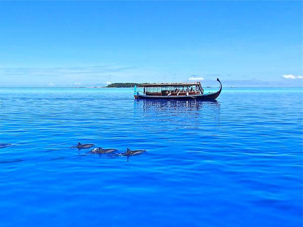 Les dauphins des Maldives