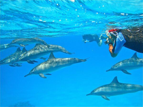 Nager avec les dauphins