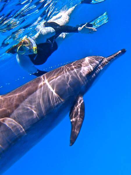 Nager avec les dauphins