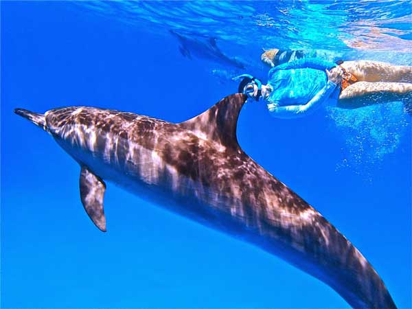 2 personnes nagent avec des dauphins
